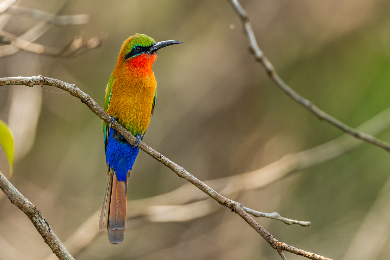 Grünstirnspint (Red-throated bee-eater)