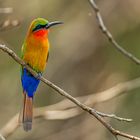 Grünstirnspint (Red-throated bee-eater)