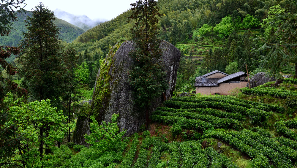 Grüntee Feld im Tianmu Gebirge