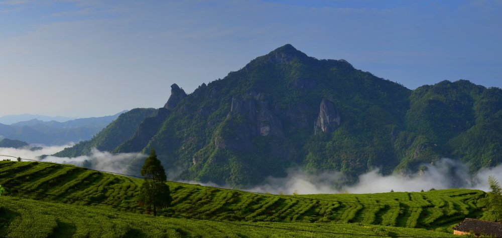 Grüntee Feld vor dem Fozi Berg 1348m Version 1