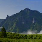 Grüntee Feld vor dem Fozi Berg 1348m Version 1