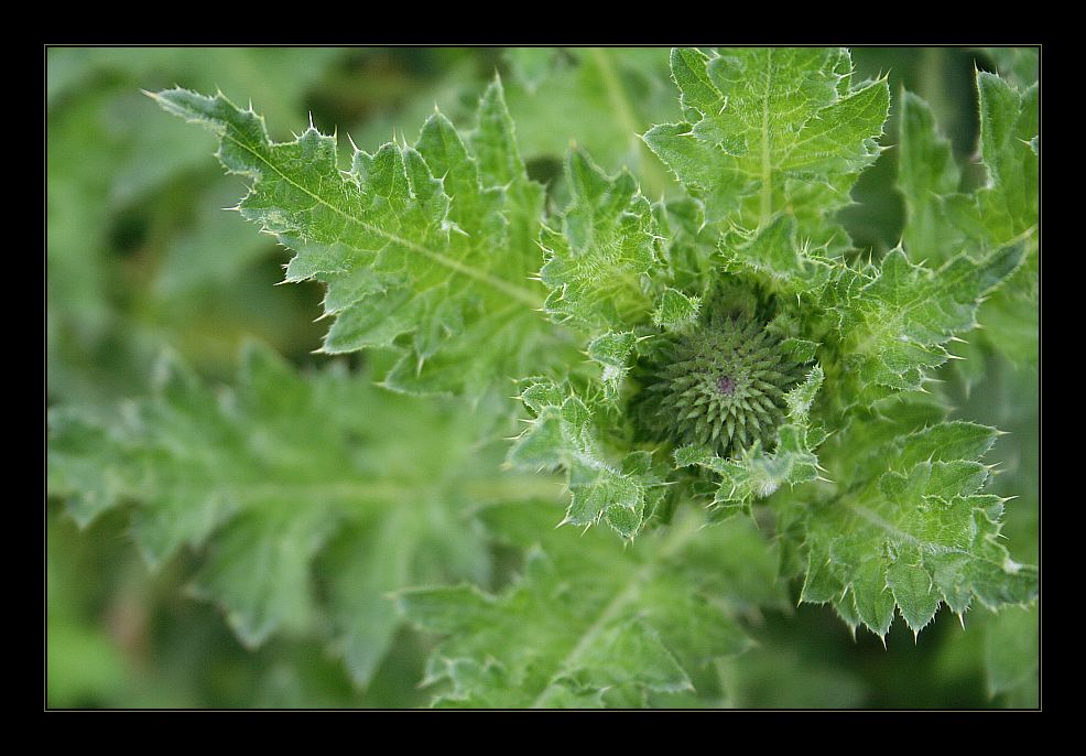 Grüntöne: Distel