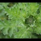 Grüntöne: Distel