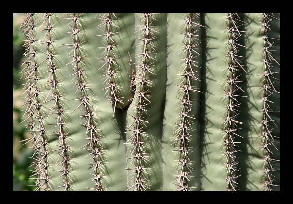 Grüntöne: Kaktus