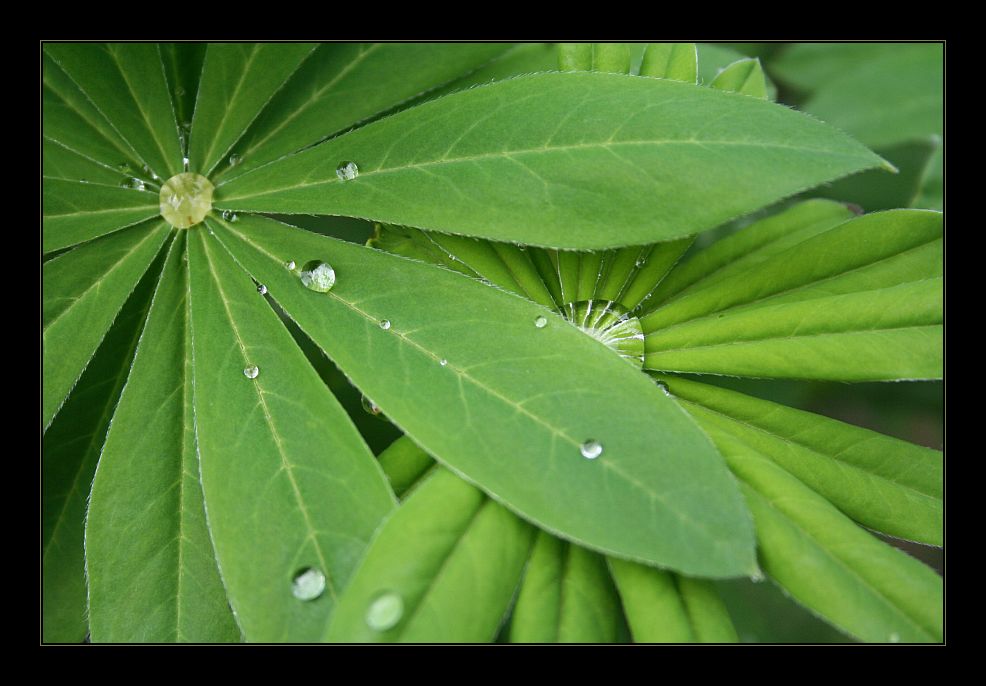 Grüntöne: Lupine