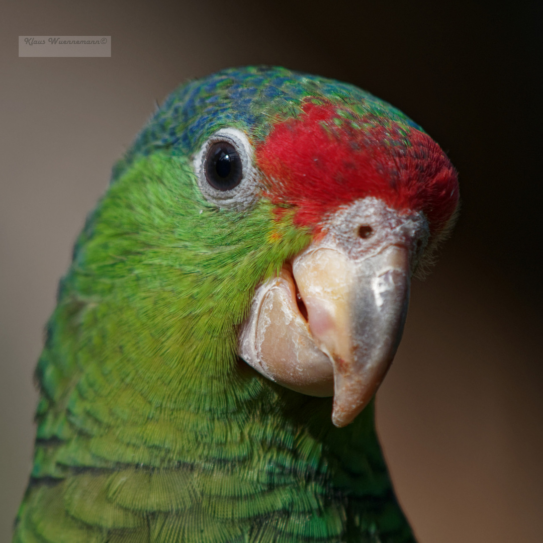 Grünwangenamazone - Porträt, Zoo Heidelberg