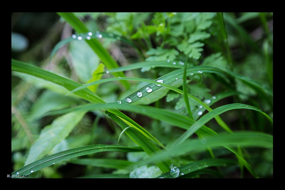 grünwassertropfen