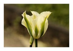 grünweiße Tulpe