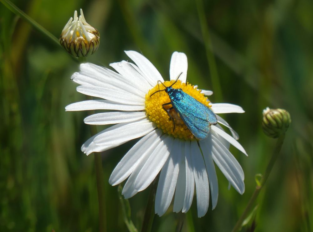 Grünwidderchen