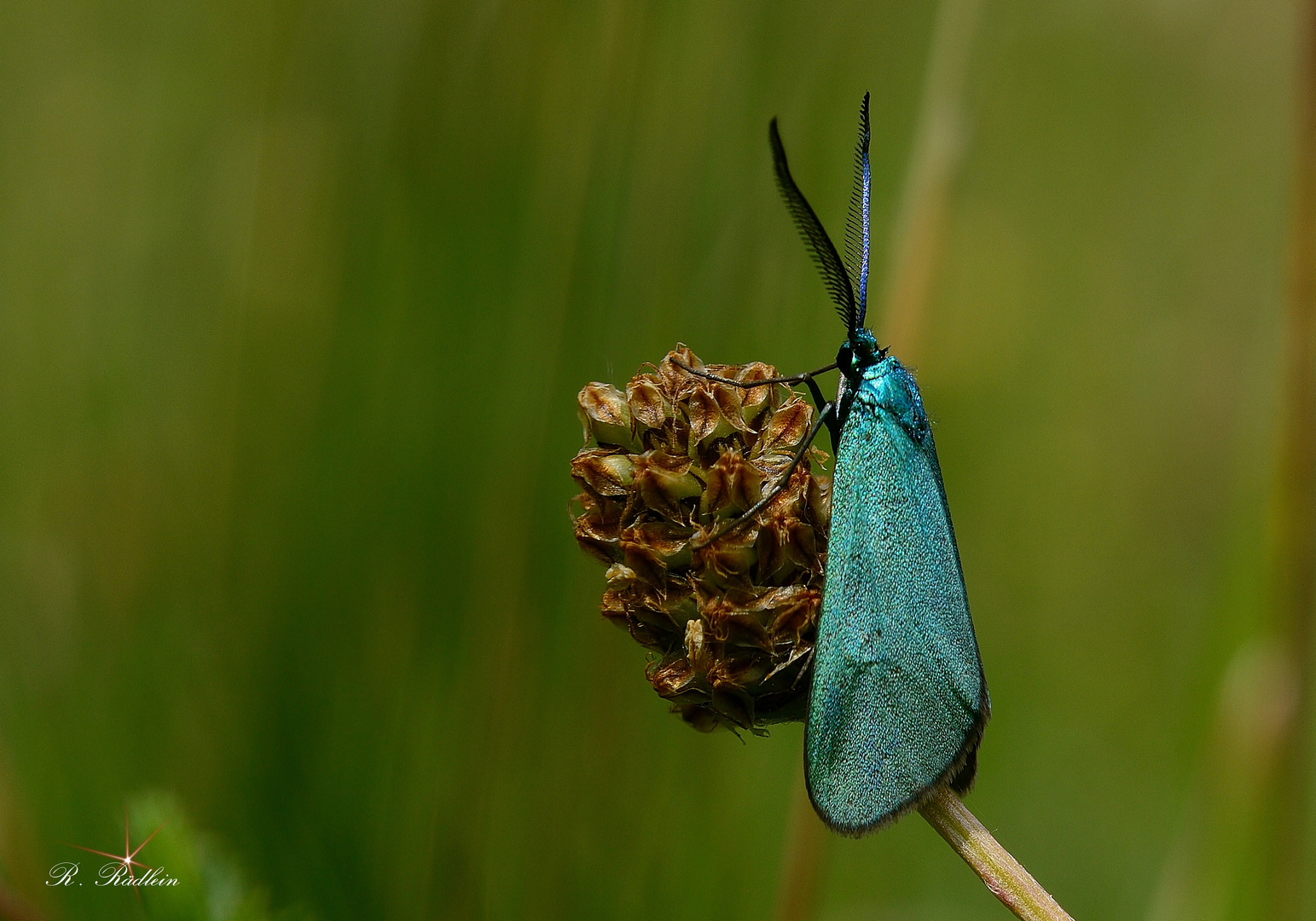 Grünwidderchen