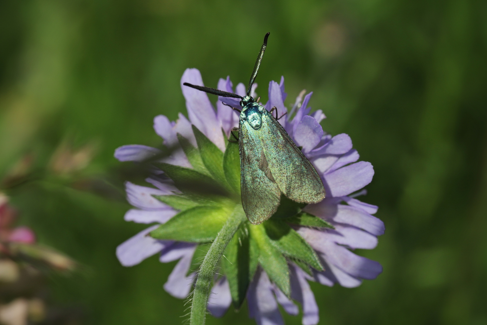 Grünwidderchen (2018_06_03_EOS 6D Mark II_3982_ji)