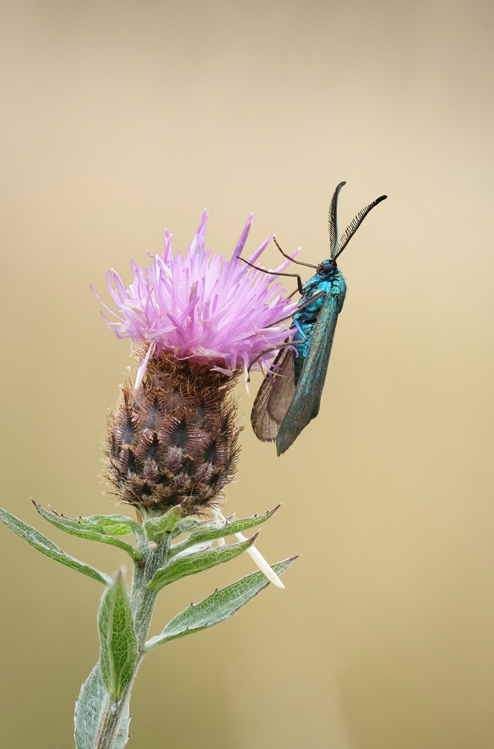 Grünwidderchen