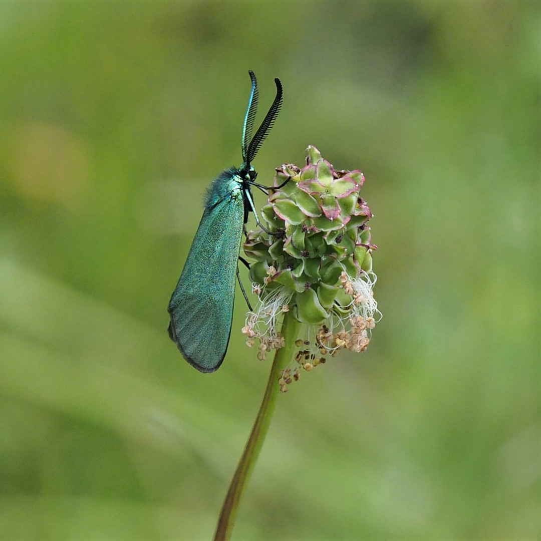  Grünwidderchen 