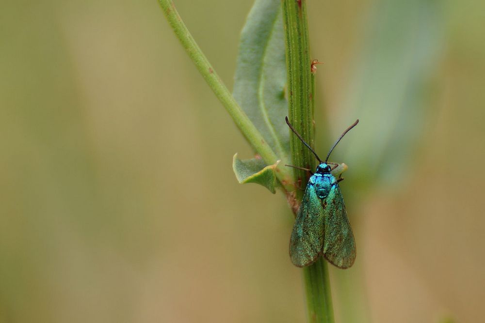 Grünwidderchen