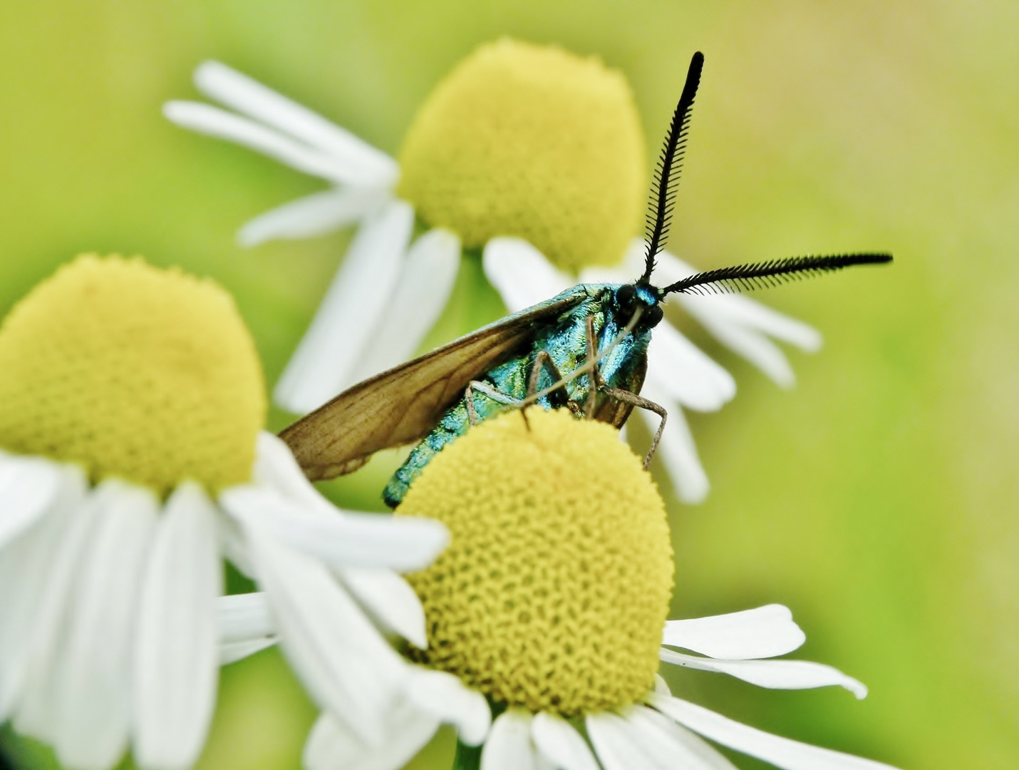 Grünwidderchen