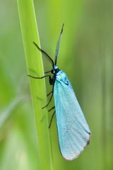 Grünwidderchen (Adscita geryon) 