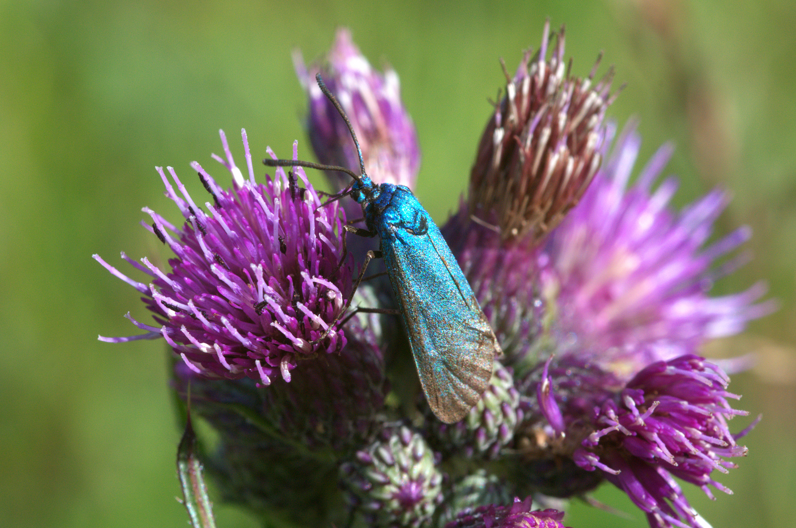 ,, Grünwidderchen auf Distel ,,