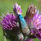 ,, Grünwidderchen auf Distel ,,