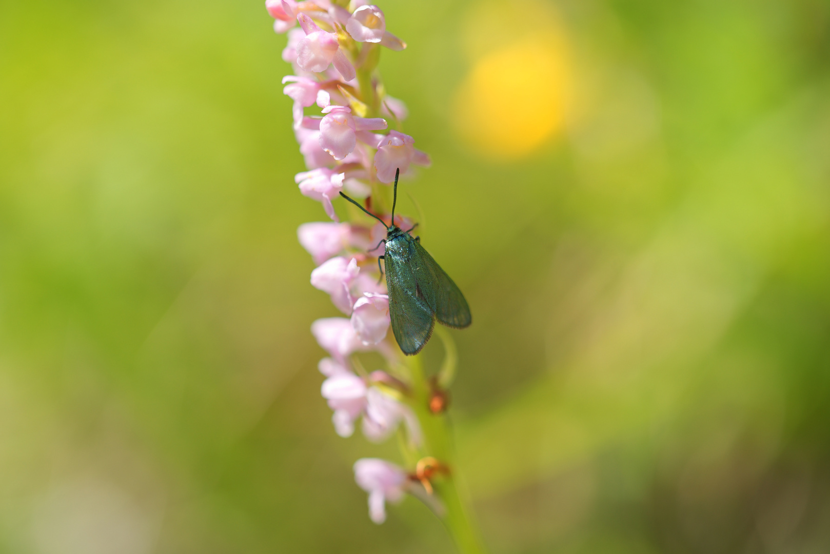 Grünwidderchen auf einer Orchidee