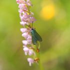 Grünwidderchen auf einer Orchidee