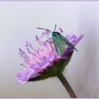 Grünwidderchen auf Scabiose