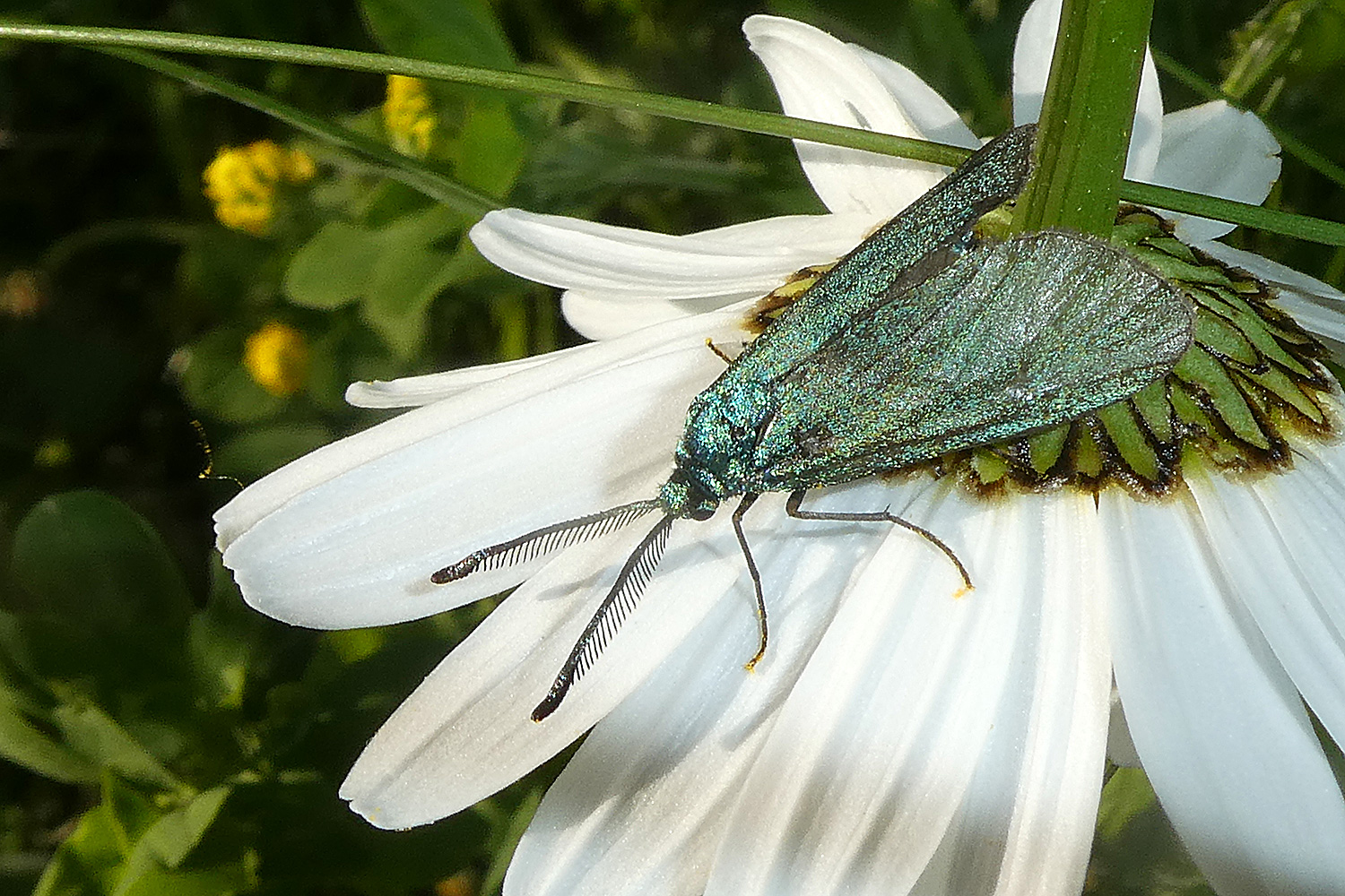 Grünwidderchen