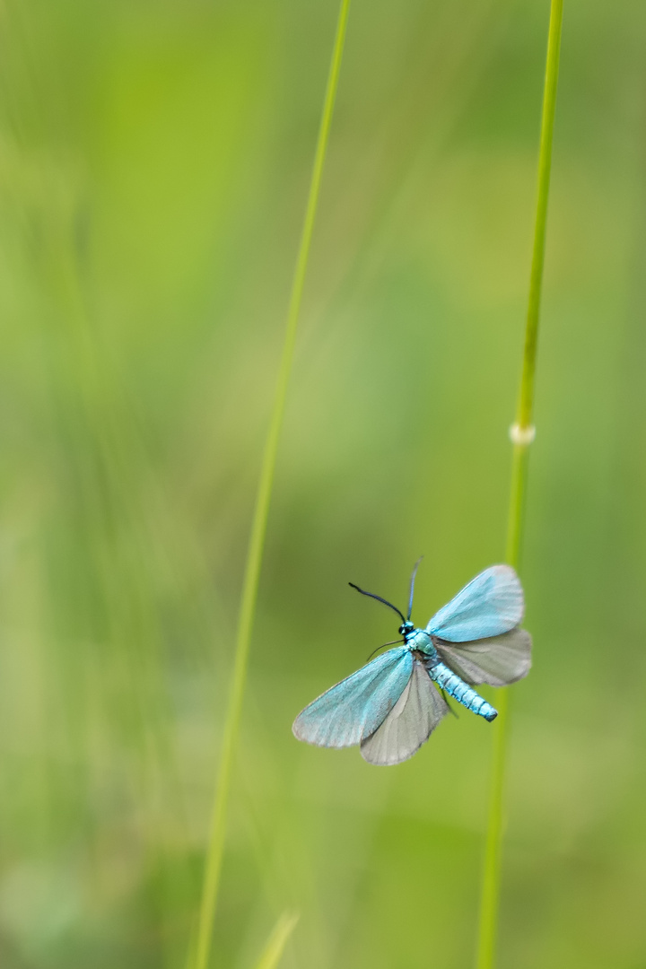 Grünwidderchen Flug