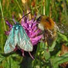 Grünwidderchen + Hummel