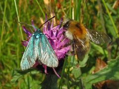 Grünwidderchen + Hummel