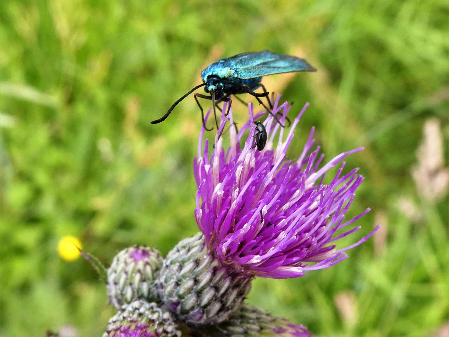 Grünwidderchen mit Kratzdistel