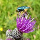 Grünwidderchen mit Kratzdistel