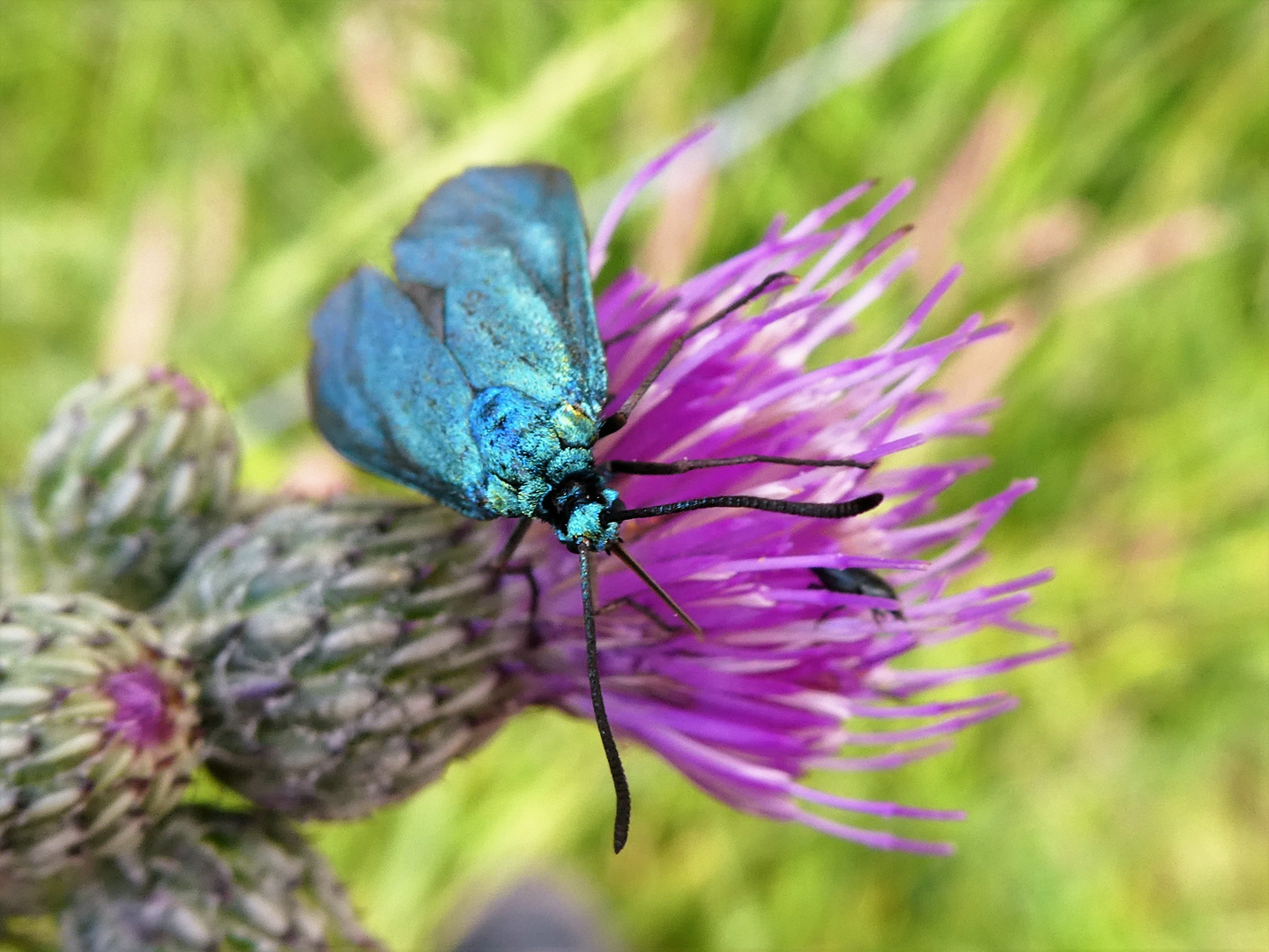 Grünwidderchen mit Kratzdistel