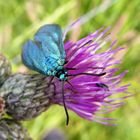 Grünwidderchen mit Kratzdistel