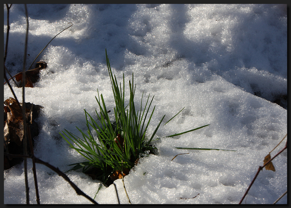 ...Grün...wie Gras...