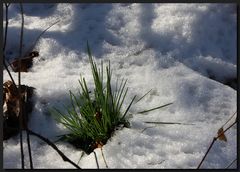 ...Grün...wie Gras...