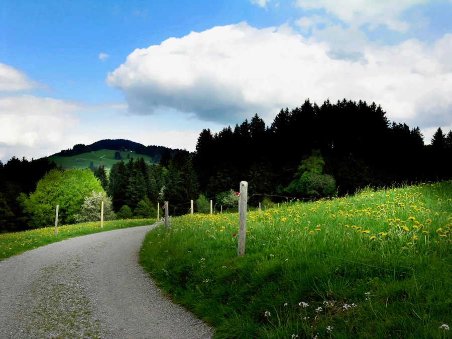 Grünwiese mit Gelbflächen