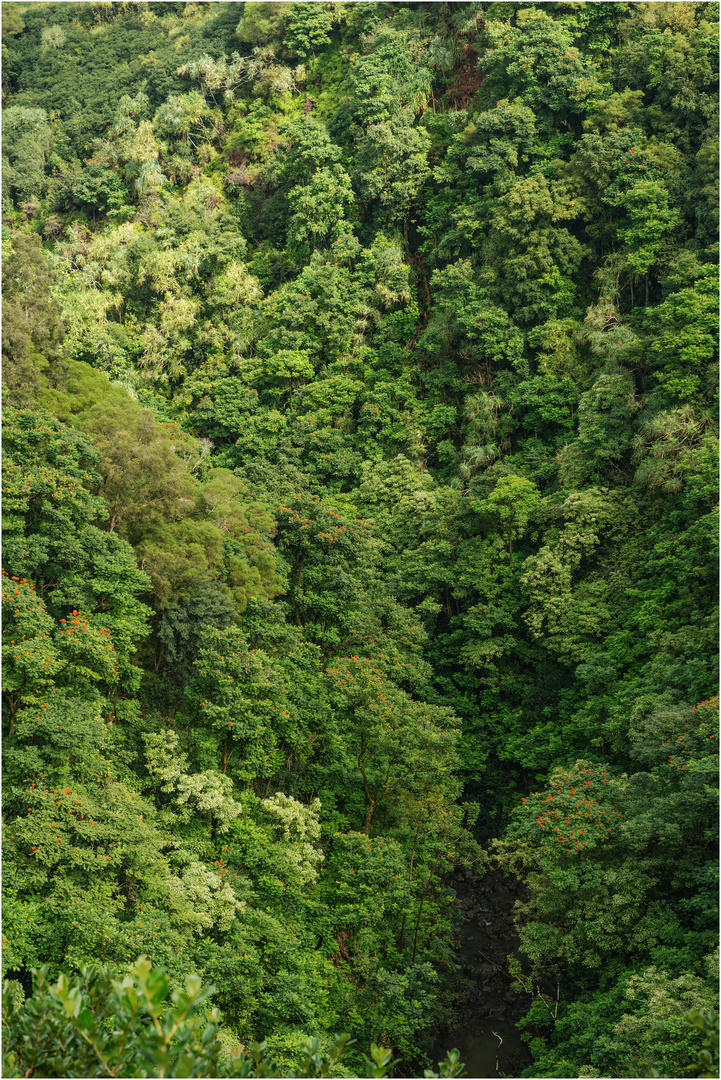 "Grünzeuch" - Road to Hana, Maui, Hawaii