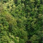 "Grünzeuch" - Road to Hana, Maui, Hawaii