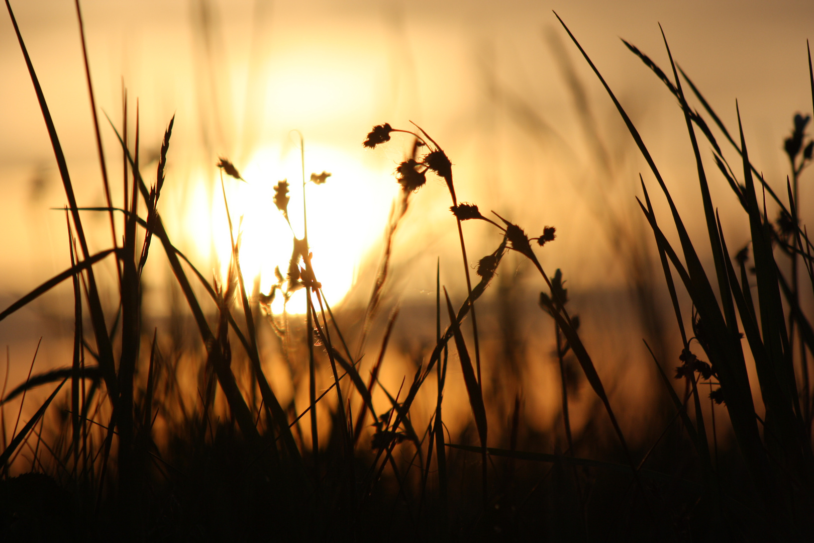 Grünzeug mit Sonnenuntergang