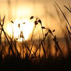 Grünzeug mit Sonnenuntergang