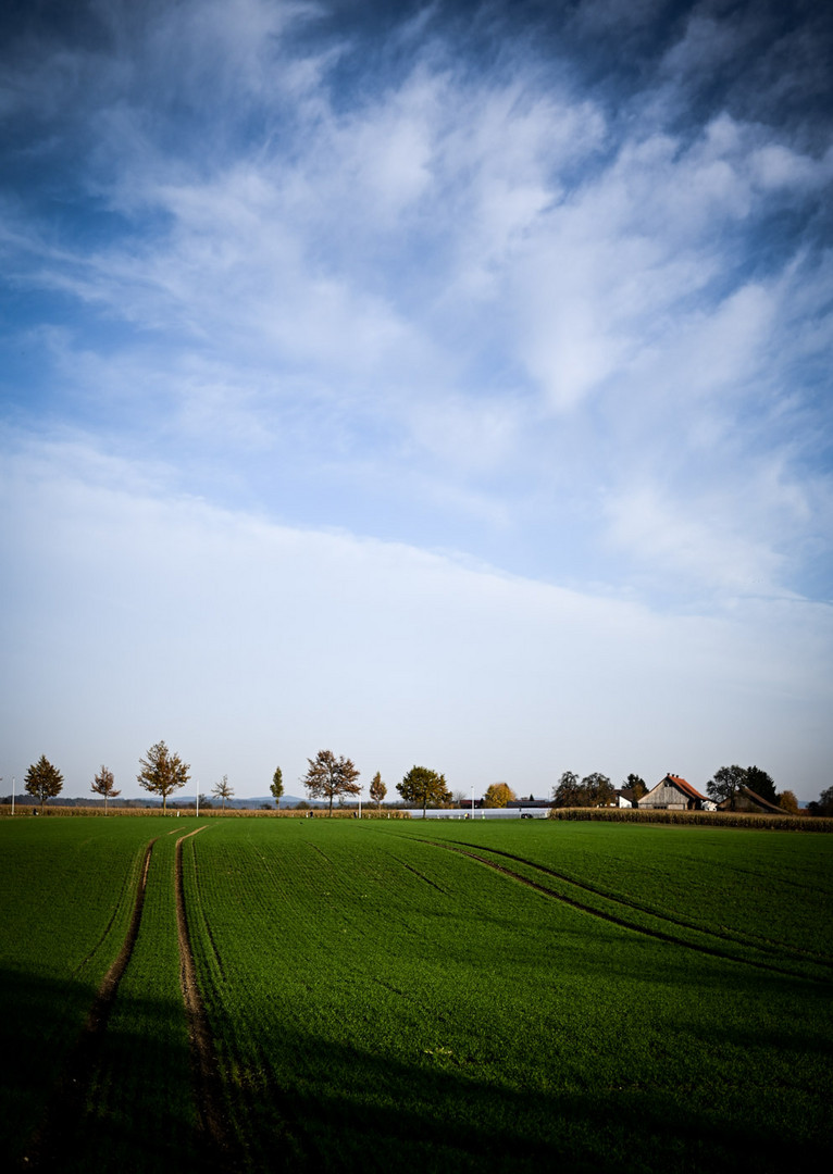 Grünzeug und ein Bisschen blauer Himmel