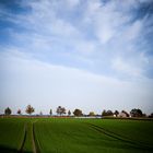 Grünzeug und ein Bisschen blauer Himmel