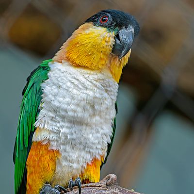 Grünzügelpapagei...