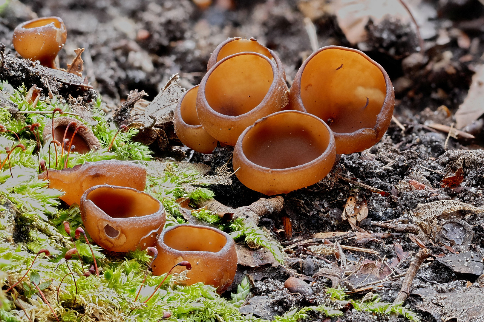 Grüppchen von Anemonenbecherlingen