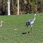 Grues à proximité du Lac du Der - Chantecoq