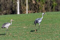 Grues à proximité du Lac du Der - Chantecoq