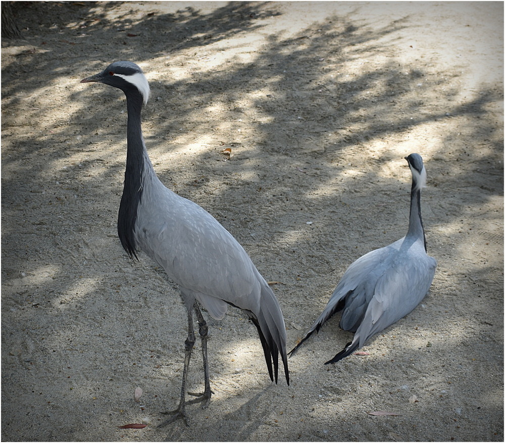 grues cendrées