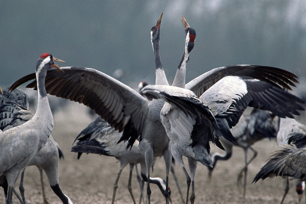 Grues cendrées