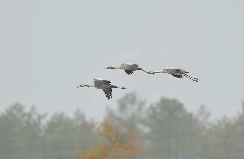 Grues cendrées