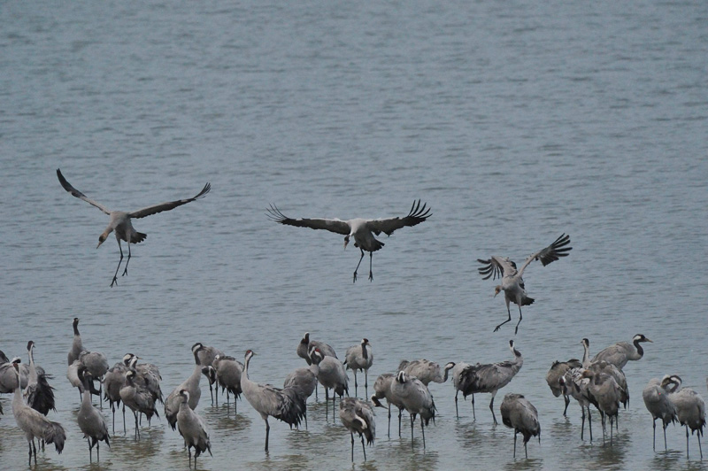 Grues cendrées d' Arjuzanx